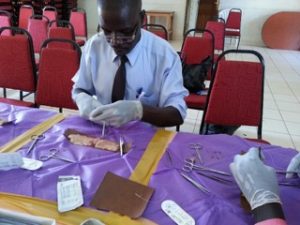 Cow gut anastomosis