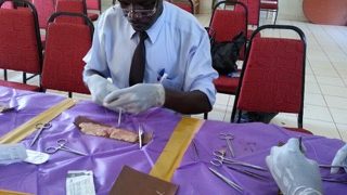 Cow gut anastomosis